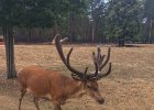 Německo 2018 - Flaeming, Oehna  Wildlife Park Johanismühle - otevřený výběh vysoké : CK-Lenka, Německo 2018, _CK-Lenka, akce, aktivita, cestování, zoo