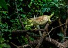 20130829-039  interiéry Haus des Meeres : chameleon