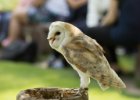 Zoo Liberec : _moje, bečka, bečka s dětma, pták, zoo