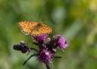 Krkonoše s CK-Lenka 2017  výprava okolo Pece pod Sněžkou - motýlí fotografická extáze - Perleťovec stříbropásek : CK-Lenka, motýl