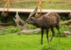 20130508-001  Sitatunga (antilopa bahenní)(Tragelaphus spekei) Třída: savci, Řád: sudokopytníci, Čeleď: turovití : antilopa, výlet do Zoo, zoo