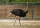 20130827-015  Schönbrunnská zoo : pštros